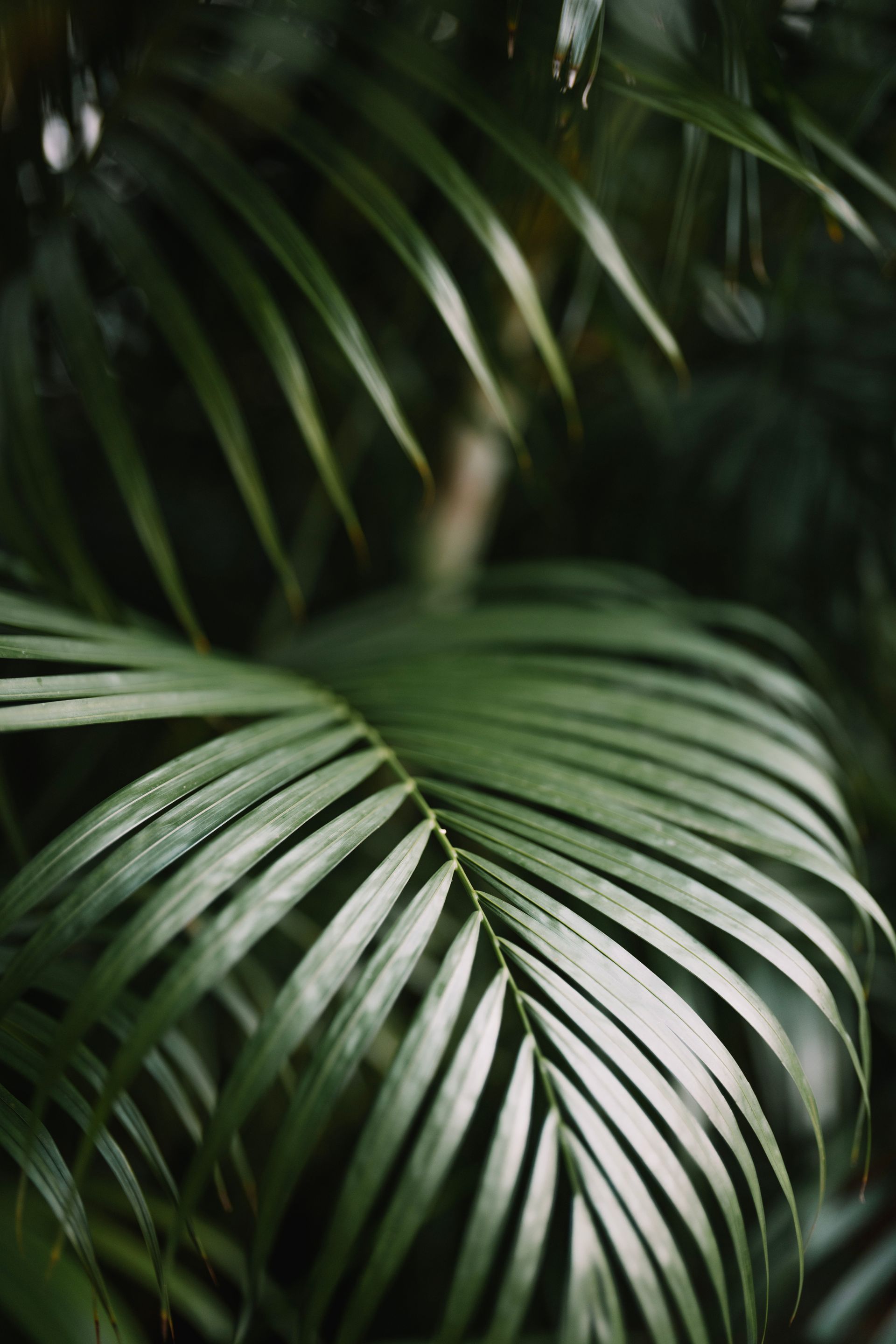 Close-up of vibrant green palm leaves, showing texture and detail.