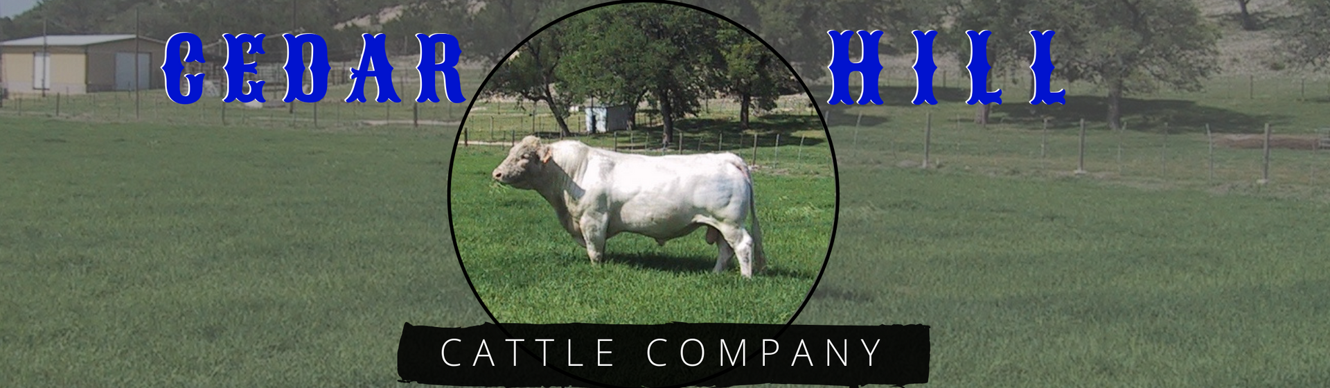 Logo for Cedar Hill Cattle Company featuring a white bull in a circular frame over a green pasture.