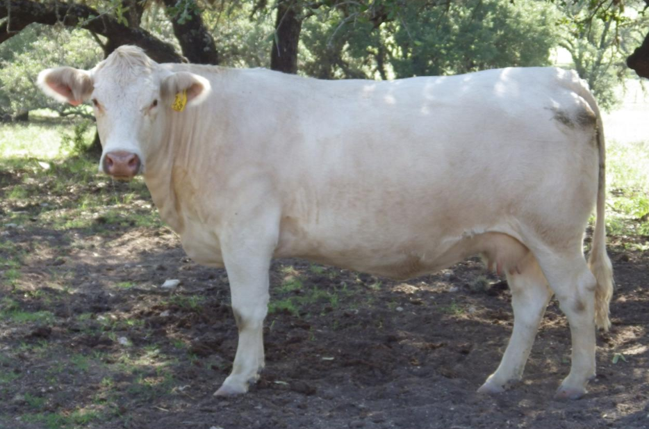 A white cow standing in a grassy, wooded pasture, facing toward the left.