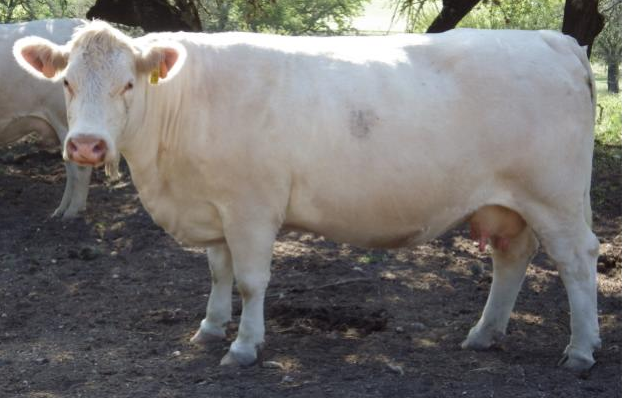 A white Charolais cow standing in a dirt field near trees.