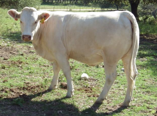 A white cow standing in a grassy field, facing the camera with a yellow ear tag.