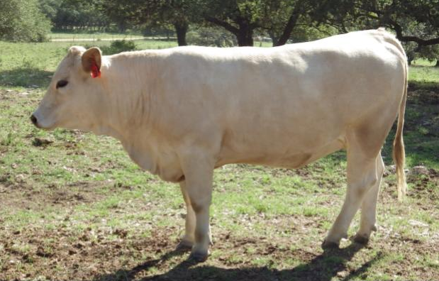 A cream-colored cow stands in a grassy field with trees in the background.