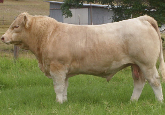 A solid, light-colored Charolais bull standing in a green pasture with a building in the background.