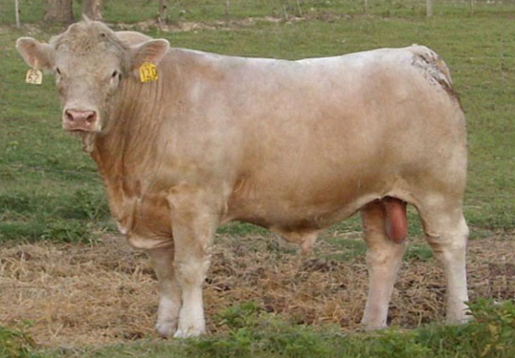 A light-colored bull with yellow ear tags standing in a grassy field.