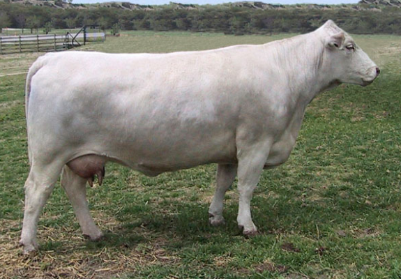 A white Charolais cow stands in a grassy field in profile, facing right.