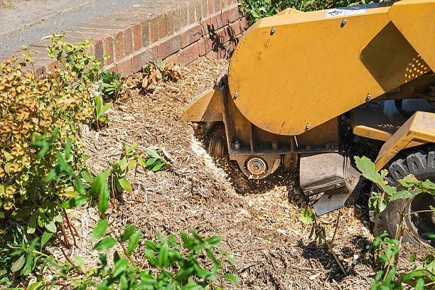 A stump grinder is cutting a tree stump in a garden.