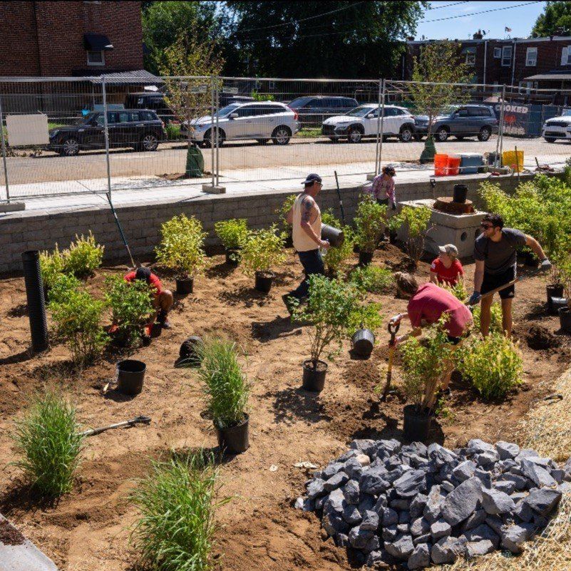 A group of people are planting trees in a garden