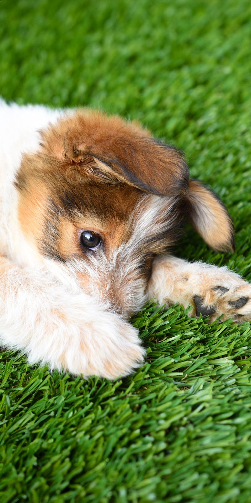 Pet Turf