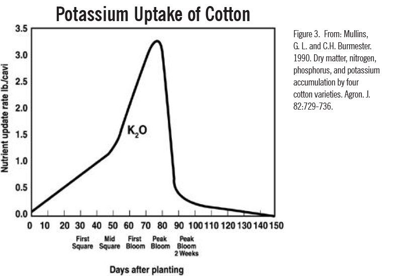 potassium uptake of cotton