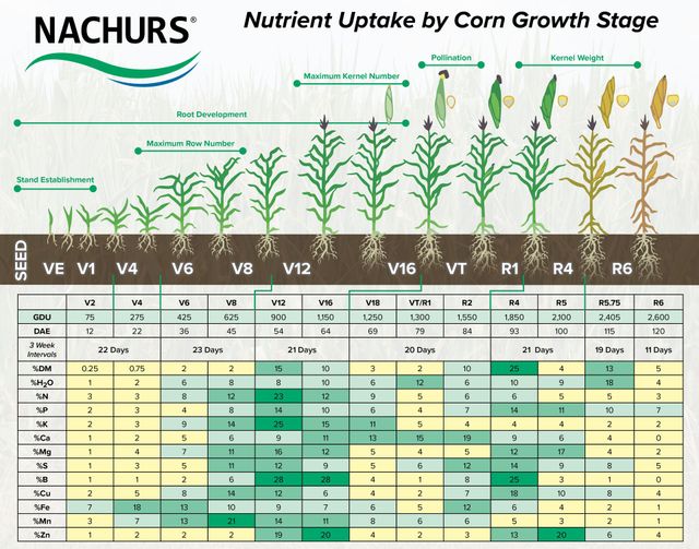 Corn Growth Chart