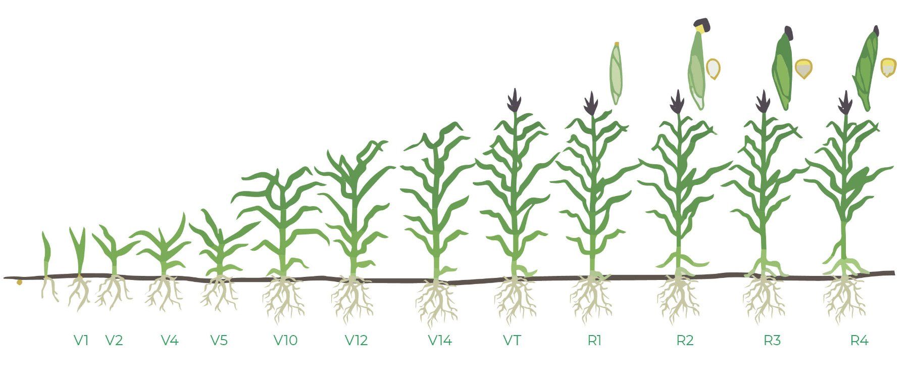 Corn Growth Stages