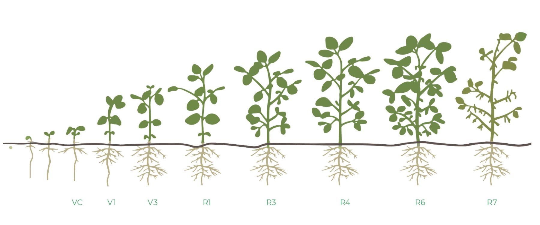 Soybean Stages of Growth