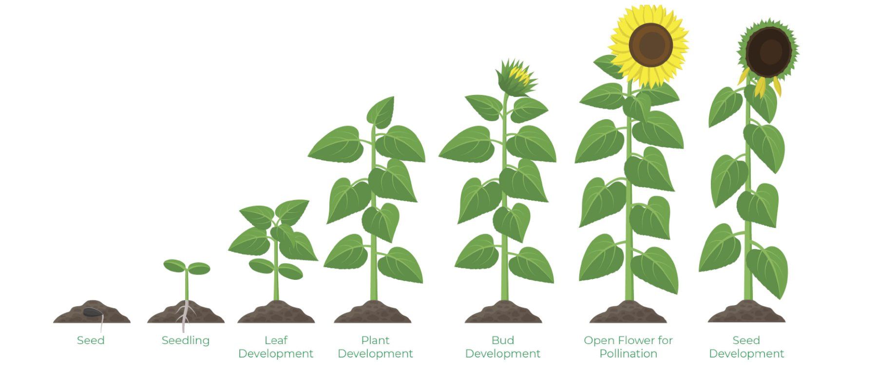 Sunflower Growth Stages
