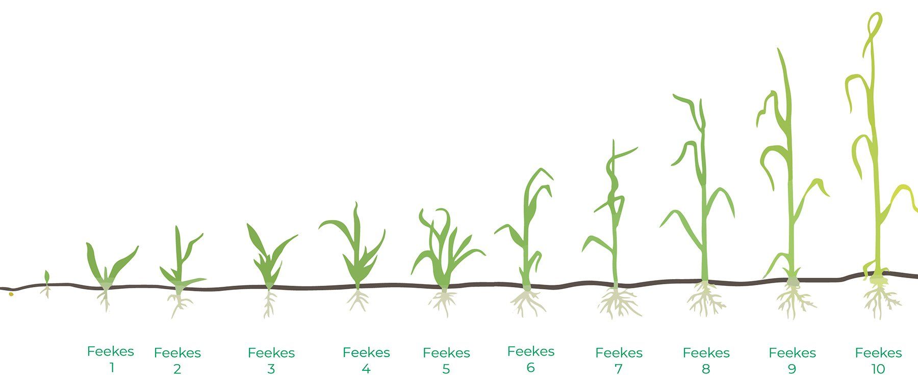 Wheat Stages of Growth
