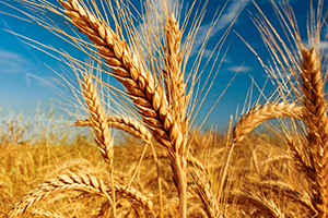 Wheat