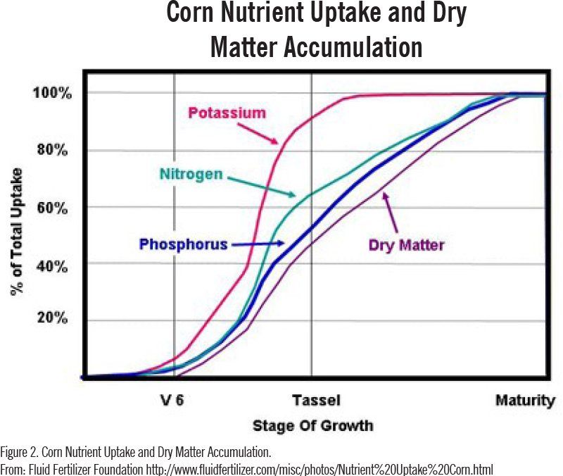 Corn Nutrient Uptake