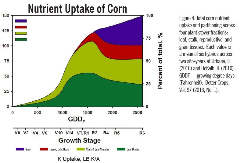 nutrient uptake of corn