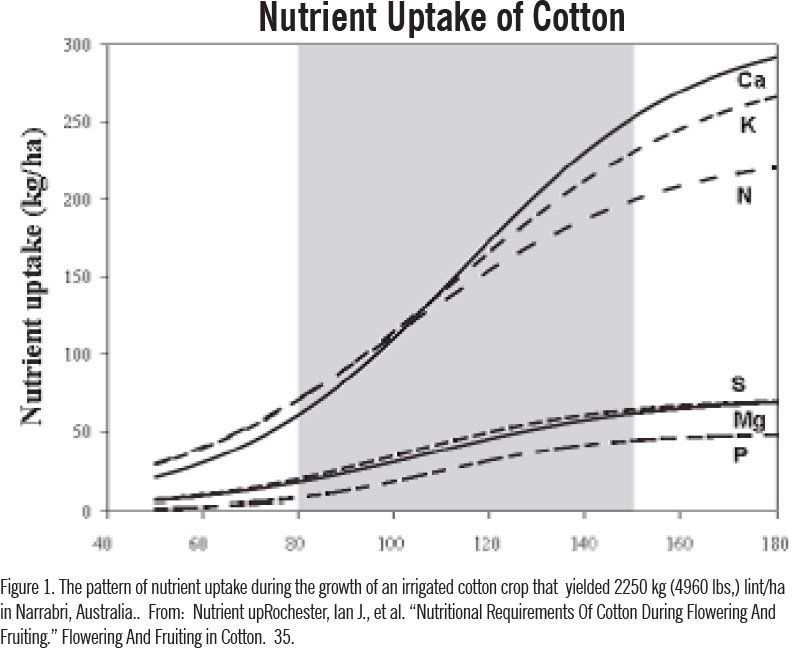 nutrient uptake of cotton