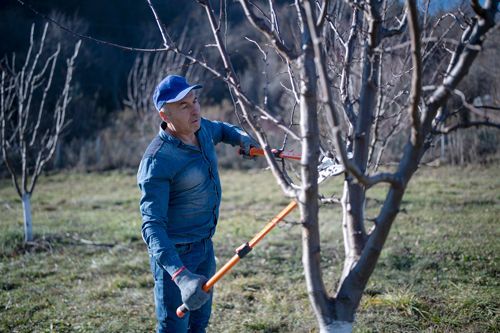 Worker Pruning The Tree In Orchard - Bucyrus, OH - A Cut Above Tree Trimming and Removal