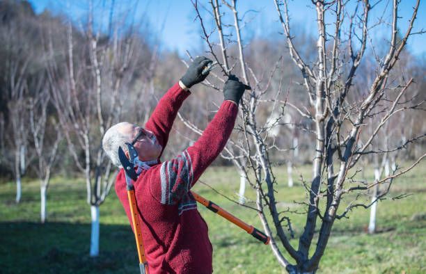 Worker Pruning A Tree Of Branches - Bucyrus, OH - A Cut Above Tree Trimming and Removal