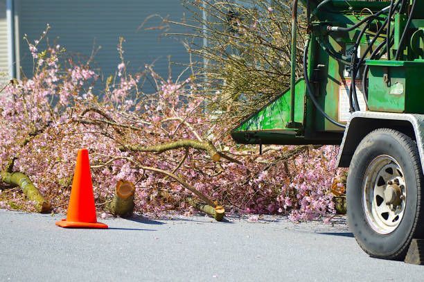 Tree Pruning And A Dump Truck - Bucyrus, OH - A Cut Above Tree Trimming and Removal