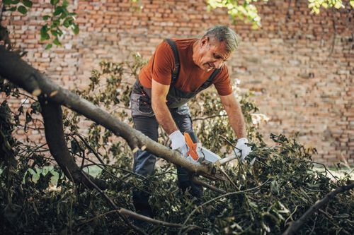 Senior Man Cutting Branches At His Back Yard - Bucyrus, OH - A Cut Above Tree Trimming and Removal
