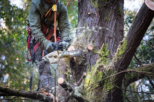 Worker Cutting Branches - Bucyrus, OH - A Cut Above Tree Trimming and Removal