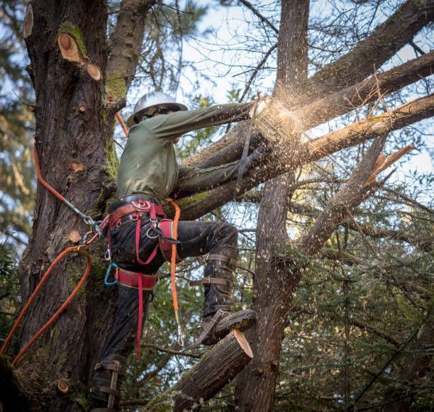 Worker Cutting Branches Using Chainsaw - Bucyrus, OH - A Cut Above Tree Trimming and Removal