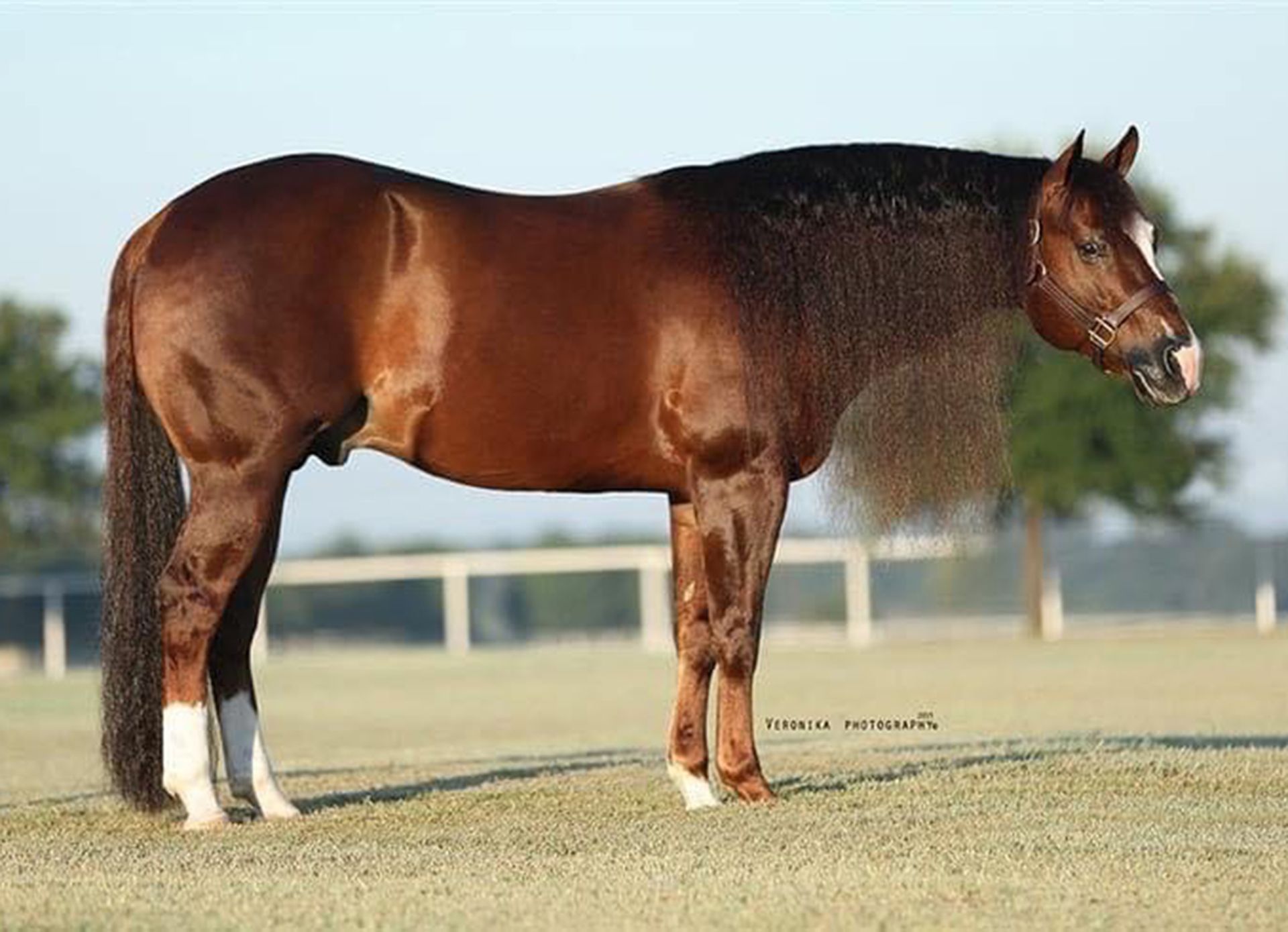 Lil Joe Cash Royal Crown