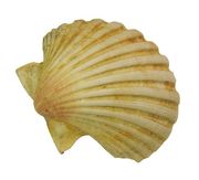 Pretty Shell Image