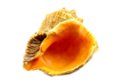 Pretty Shell Image