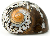 Pretty Shell Image