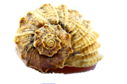 Pretty Shell Image