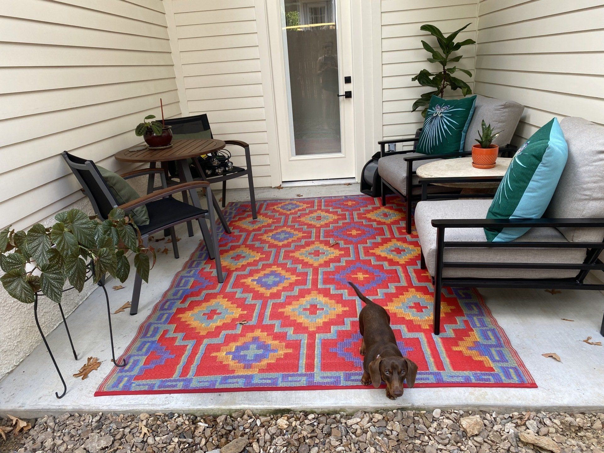 A dog stands on a patterned rug in a cozy outdoor space with furniture and plants.