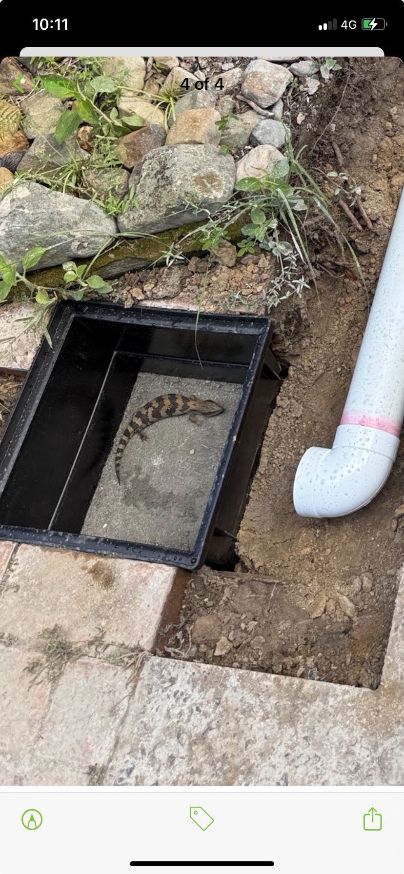 Plumbstar Maintenance Brisbane, Looking After Wildlife On The Job Site