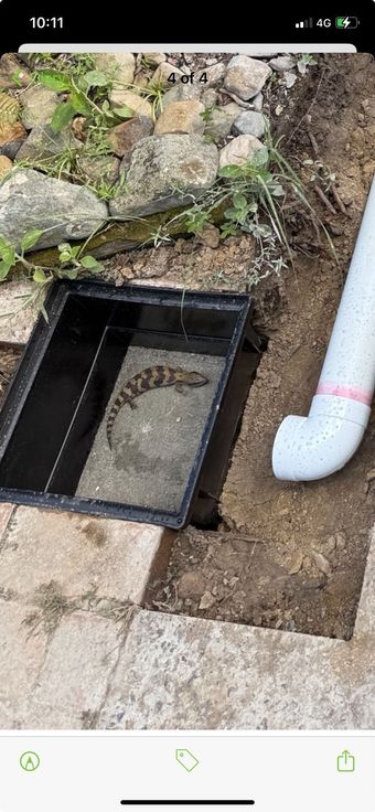 Plumbstar Maintenance Brisbane, Looking After Wildlife On The Job Site