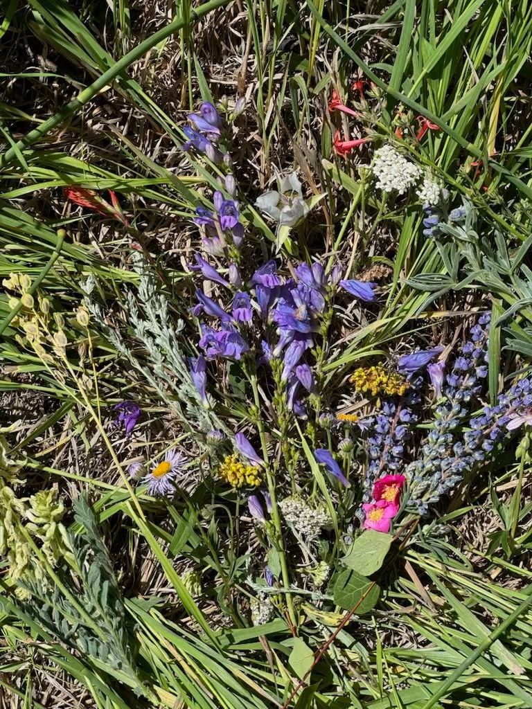 There are many different types of flowers in the grass.