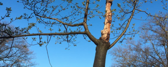 damaged tree