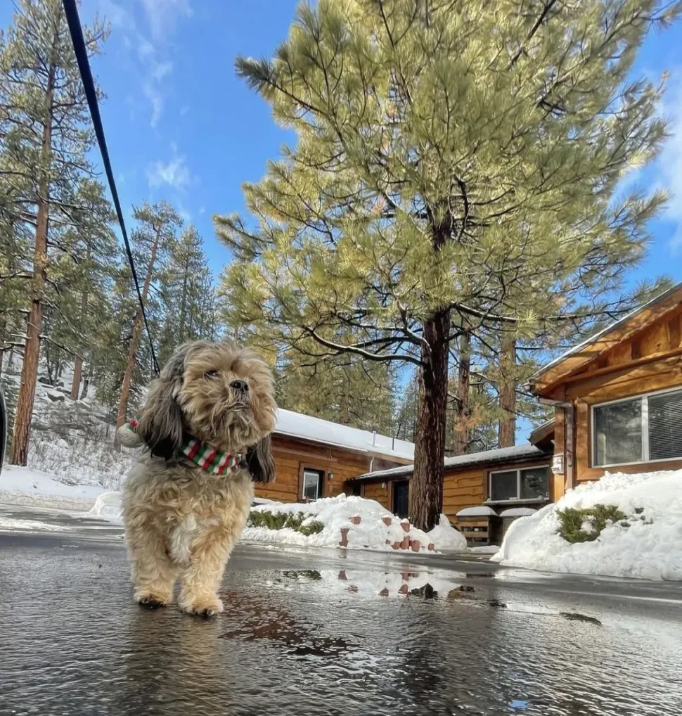 Woman in orange hat prepares food at outdoor counter, dog watches. Wooden deck, cabin background.