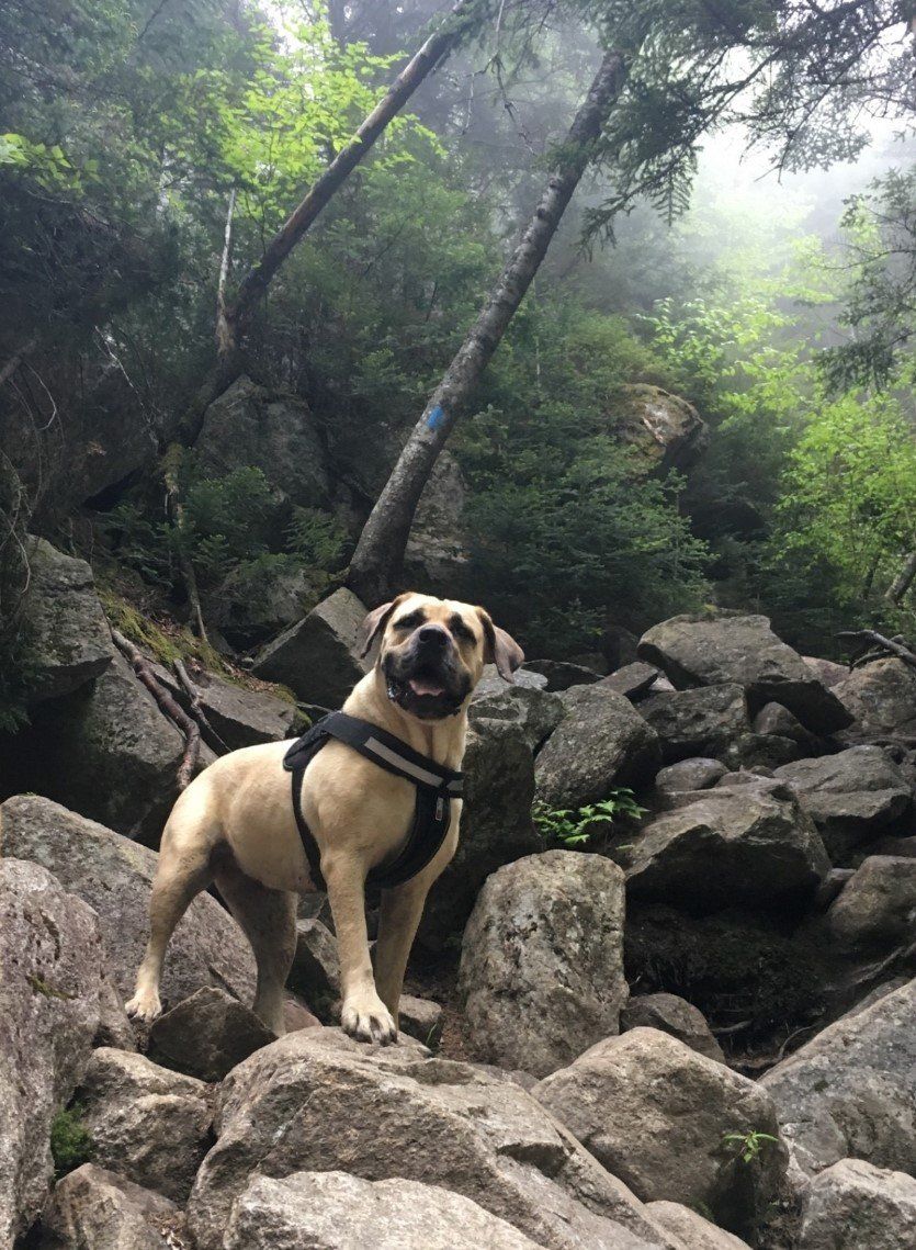 Dental Cleaning — Dog Standing on Stones in Randolph, VT