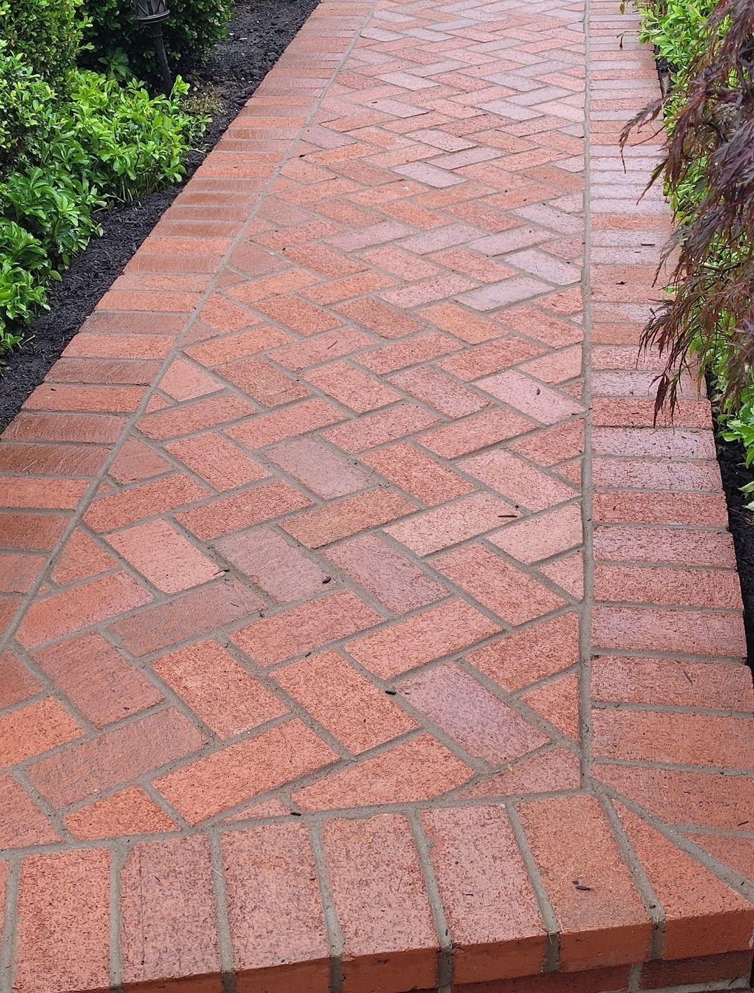Brick pathway in herringbone pattern, bordered by straight-laid bricks and flanked by green shrubbery on one side and reddish-purple plants on the other.