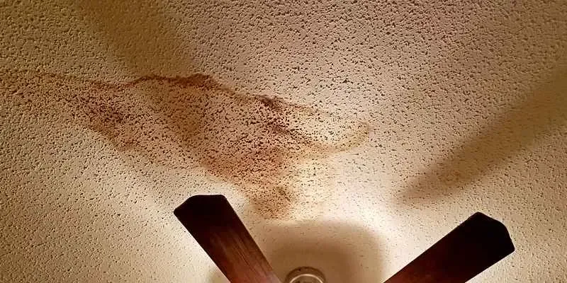 How Fast Does Mold Grow from a Roof Leak?