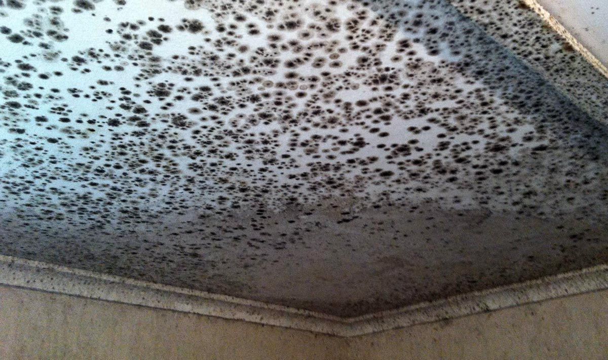 Is Mold from a Roof Leak Dangerous?