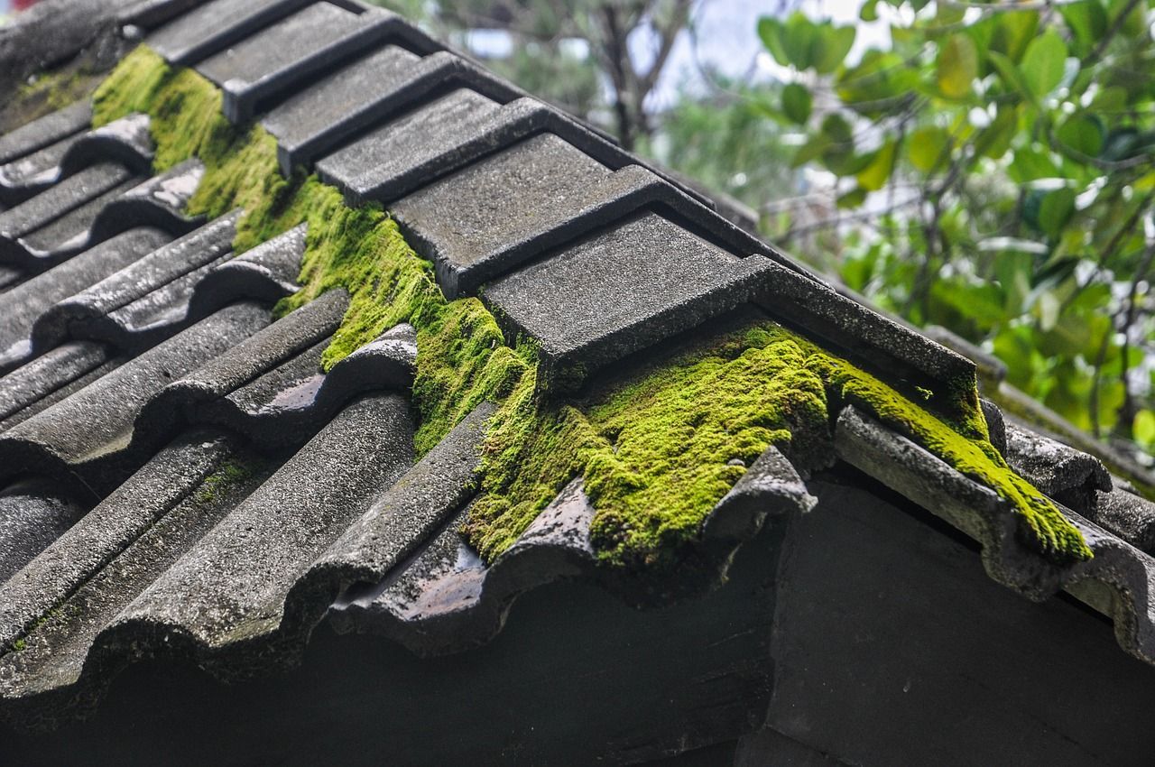 Moss, Algae & Debris Removal