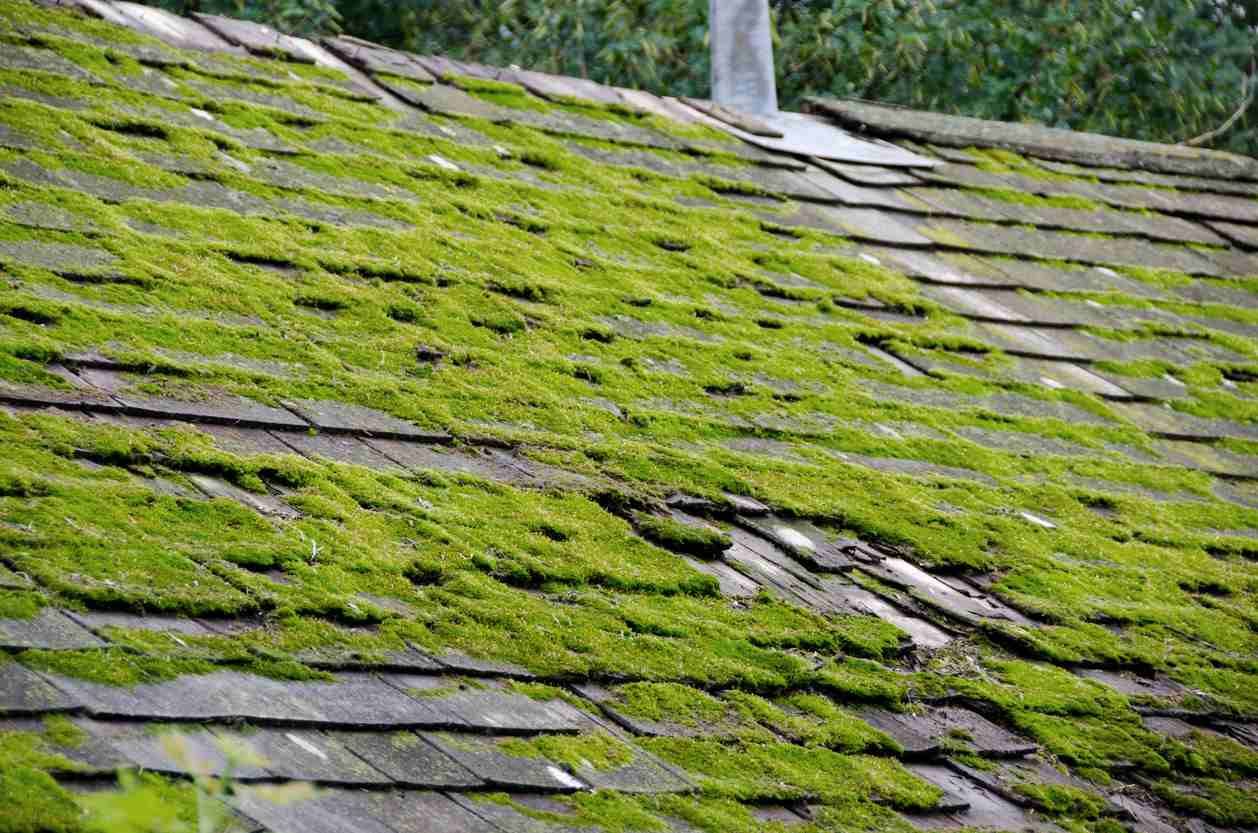 Potential Outcomes of Not Maintaining Your Roof