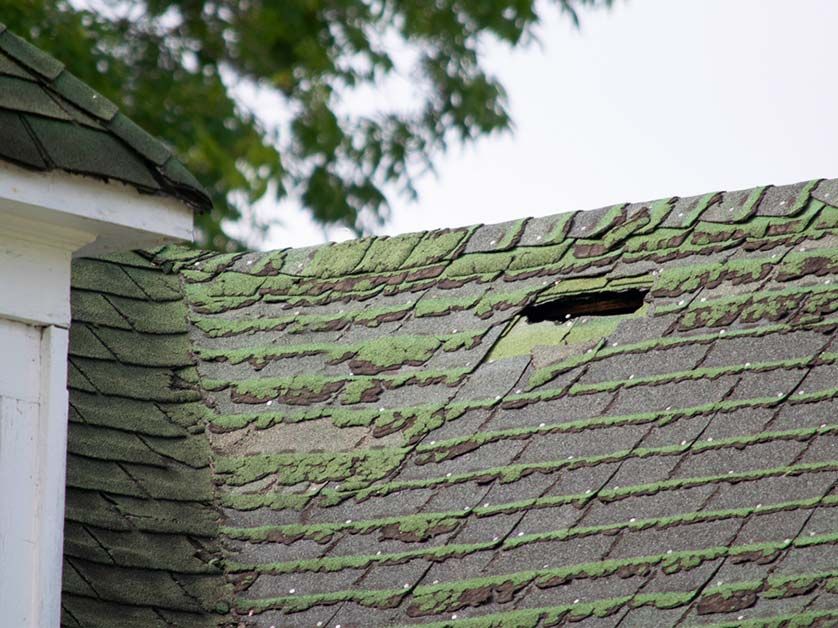 Risks Associated with Roof Mold and Algae