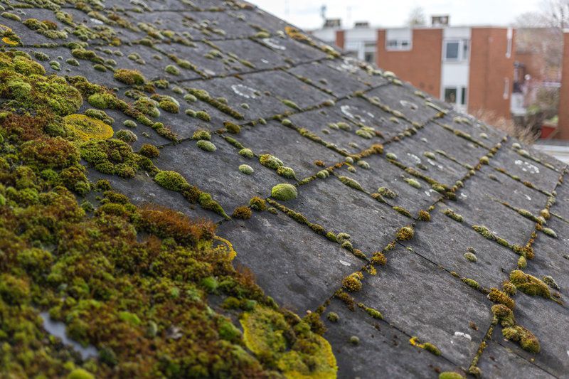 Understanding Mold and Algae Growth on Roofs