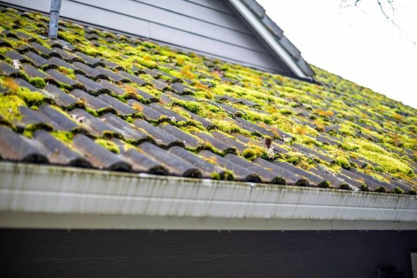 What Should I Do If I Find Mold or Algae on My Roof?