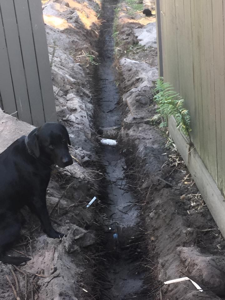 A Black Dog is Standing Next to a Drain in the Dirt. — Limited Access Excavation In Tweed Heads, NSW