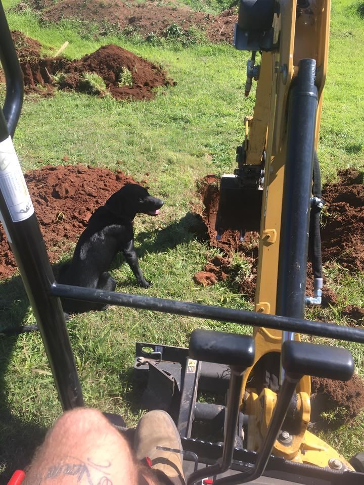A Black Dog is Sitting in the Grass Next to a Yellow Excavator — Limited Access Excavation In Suffolk Park, NSW